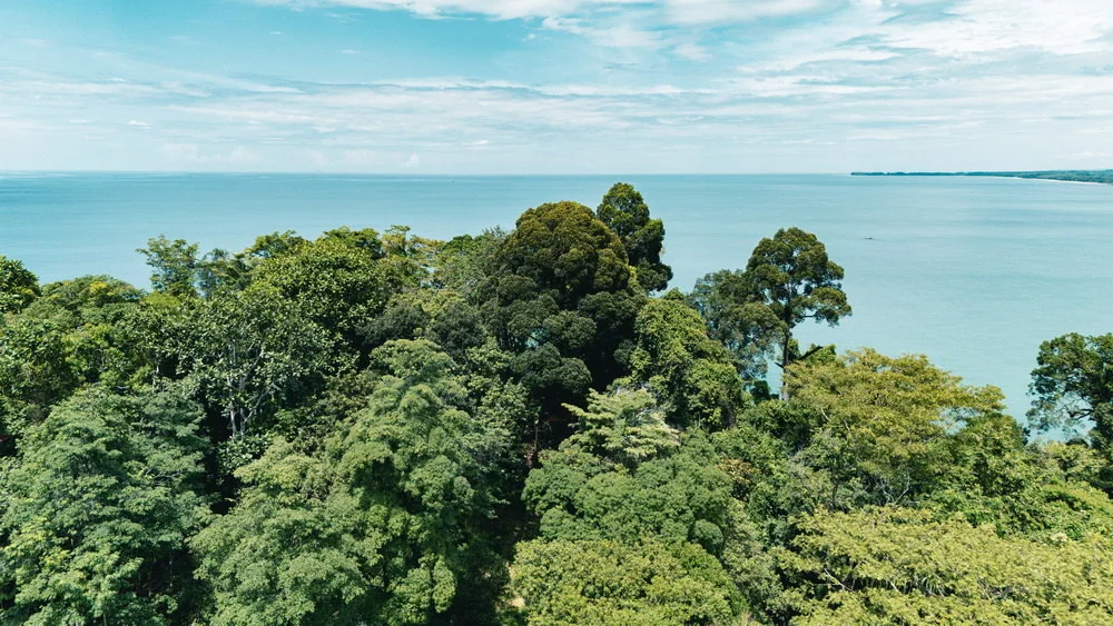 Blue sea beyond the green treetops in Sky Rock's photo library